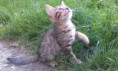 /album/we-still-have-2-available-kittens-visit-us-n-reserve-now-/alpha-4-jpg/